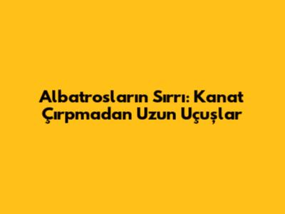 Albatrosların Sırrı: Kanat Çırpmadan Uzun Uçuşlar