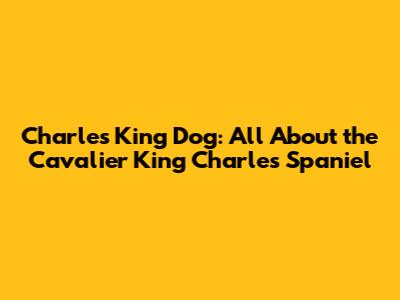Charles King Dog: All About the Cavalier King Charles Spaniel