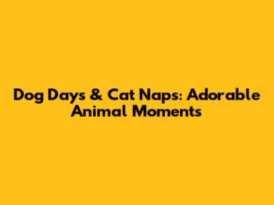 Dog Days & Cat Naps: Adorable Animal Moments