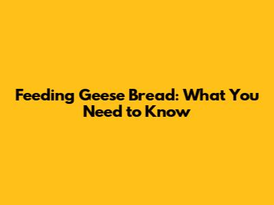 Feeding Geese Bread: What You Need to Know