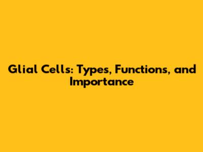 Glial Cells: Types, Functions, and Importance