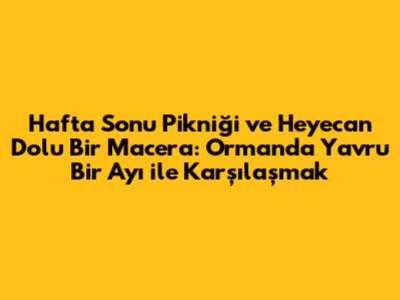 Hafta Sonu Pikniği ve Heyecan Dolu Bir Macera: Ormanda Yavru Bir Ayı ile Karşılaşmak