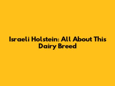 Israeli Holstein: All About This Dairy Breed
