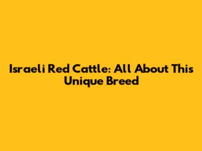 Israeli Red Cattle: All About This Unique Breed