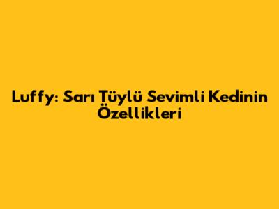 Luffy: Sarı Tüylü Sevimli Kedinin Özellikleri