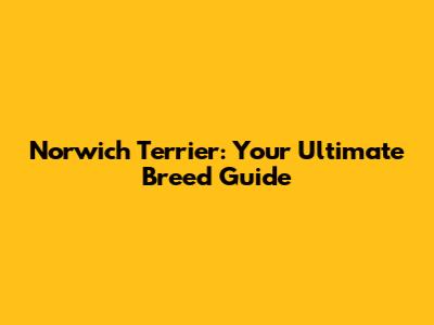 Norwich Terrier: Your Ultimate Breed Guide
