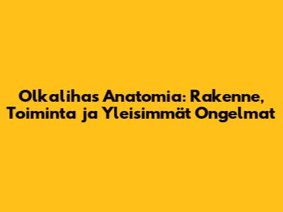 Olkalihas Anatomia: Rakenne, Toiminta ja Yleisimmät Ongelmat