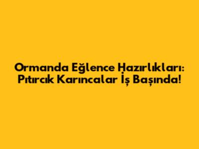 Ormanda Eğlence Hazırlıkları: Pıtırcık Karıncalar İş Başında!