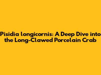 Pisidia longicornis: A Deep Dive into the Long-Clawed Porcelain Crab