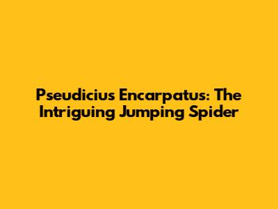 Pseudicius Encarpatus: The Intriguing Jumping Spider