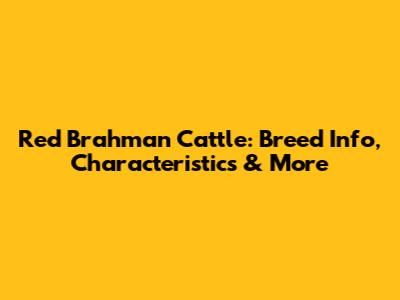 Red Brahman Cattle: Breed Info, Characteristics & More