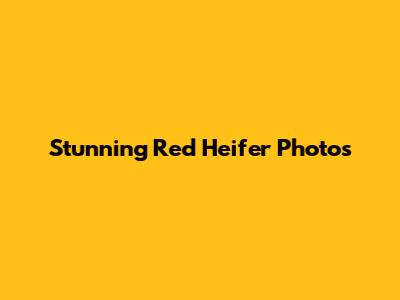 Stunning Red Heifer Photos