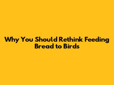 Why You Should Rethink Feeding Bread to Birds